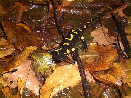 salamandru